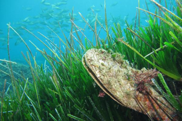 bivalve posidonia oceanica meadow head