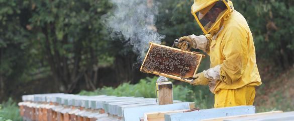 HEAD HO3 bee apiculteur shutterstock 117091387