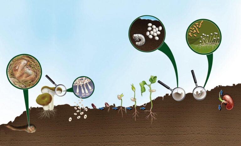 HM20Soil20Biodiversity Amadeu20Biasco20Shutterstock 1967513797 11 768x465