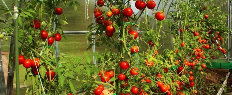 Sustainable yield1 768x315