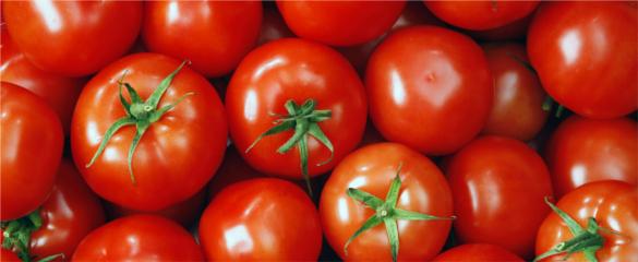 Tomatoes1