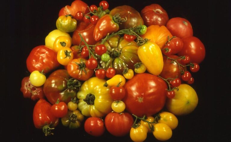 TRADITOM crop1 768x473