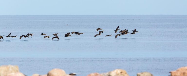 cropped20 20migrating20 20shutterstock 21027814020 20TTphoto1 768x315