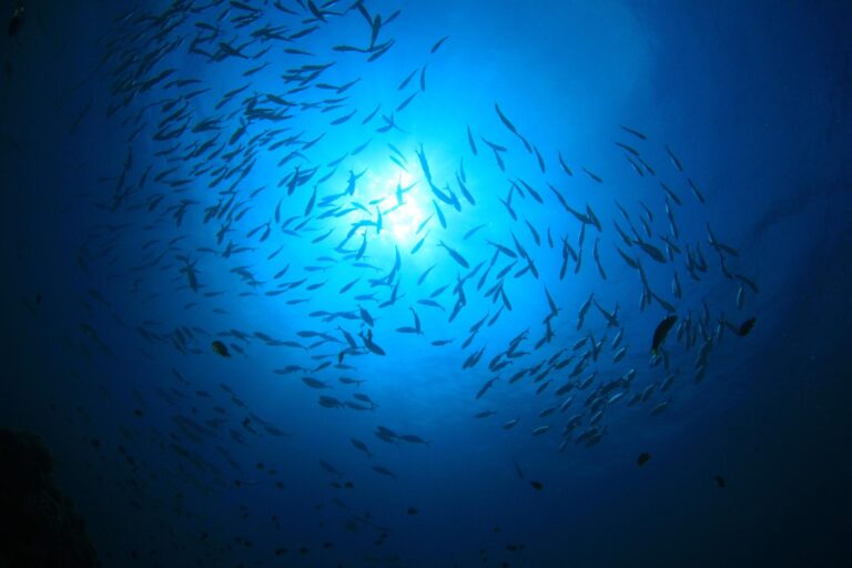 oceans shutterstock 2622417081 768x512